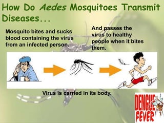 How Do Aedes Mosquitoes Transmit
Diseases...
Mosquito bites and sucks
blood containing the virus
from an infected person.

And passes the
virus to healthy
people when it bites
them.

Virus is carried in its body.

 
