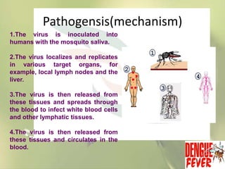 Pathogensis(mechanism)
1.The virus is inoculated into
humans with the mosquito saliva.

2.The virus localizes and replicates
in various target organs, for
example, local lymph nodes and the
liver.
3.The virus is then released from
these tissues and spreads through
the blood to infect white blood cells
and other lymphatic tissues.
4.The virus is then released from
these tissues and circulates in the
blood.

 