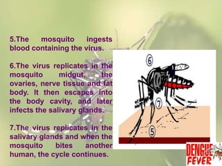 5.The
mosquito
ingests
blood containing the virus.
6.The virus replicates in the
mosquito
midgut,
the
ovaries, nerve tissue and fat
body. It then escapes into
the body cavity, and later
infects the salivary glands.
7.The virus replicates in the
salivary glands and when the
mosquito
bites
another
human, the cycle continues.

 