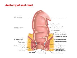 Anatomy of anal canal
 