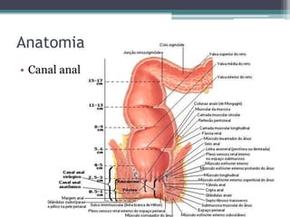 Anatomia
• Canal anal
 