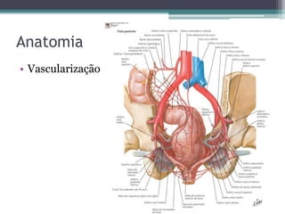 Anatomia
• Vascularização
 