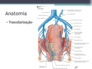 Anatomia
• Vascularização
 