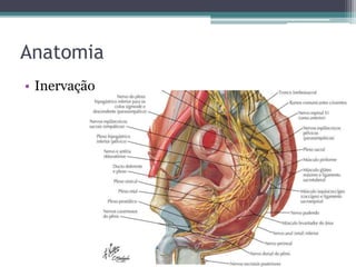 Anatomia
• Inervação
 