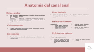 Anatomía del canal anal
Cojines anales
Columnas anales
Senos anales
Línea dentada
Esfínter anal interno
Esfínter anal externo
➔ Áreas de mucosa
anal engrosada
por vasos
sanguíneos
arteriovenosos,
músculo liso y
tejido fibroelástico.
Papel: mantenimiento de continencia (permite cierre hermético
del recto)
Defecación → contracción de estructuras de soporte →
compresión de cojines anales → aumento del diámetro del
canal anal → paso de heces
➔ Pliegues longitudinales de membrana mucosa, fusionados en extremos
inferiores por pliegues transversales.
➔ Pequeñas bolsas secretoras de moco entre columnas anales encima de
válvulas anales.
➔ Línea de separación circular
formada por fusión de válvulas
anales
➔ Divide el canal anal en superior e
inferior
Compuesto por:
- Esfínter externo subcutáneo:
rodea ⅓ inferior del canal anal
- Esfínter externo superficial
- Esfínter externo profundo
➔ Consta de: músculo esquelético
(abre y cierra el canal anal)
➔ Inervado por: nervio pudendo y
bajo control voluntario
Rodea ⅔ superiores del canal anal
➔ Consiste en: músculo liso circular
involuntario (responsable de aprox.
85% de presión de reposo del canal
anal)
➔ Inervado por: sistema nervioso
entérico
 