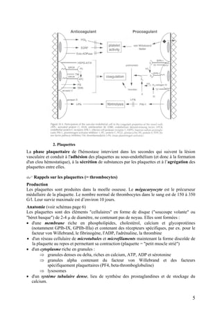 2. Plaquettes
La phase plaquettaire de l'hémostase intervient dans les secondes qui suivent la lésion
vasculaire et conduit à l'adhésion des plaquettes au sous-endothélium (et donc à la formation
d'un clou hémostatique), à la sécrétion de substances par les plaquettes et à l’agrégation des
plaquettes entre elles.
Rappels sur les plaquettes (= thrombocytes)
Production
Les plaquettes sont produites dans la moelle osseuse. Le mégacaryocyte est le précurseur
médullaire de la plaquette. Le nombre normal de thrombocytes dans le sang est de 150 à 350
G/l. Leur survie maximale est d’environ 10 jours.
Anatomie (voir schémas page 6)
Les plaquettes sont des éléments "cellulaires" en forme de disque ("soucoupe volante" ou
"béret basque") de 2-4 µ de diamètre, ne contenant pas de noyau. Elles sont formées :
• d'une membrane riche en phospholipides, cholestérol, calcium et glycoprotéines
(notamment GPIb-IX, GPIIb-IIIa) et contenant des récepteurs spécifiques, par ex. pour le
facteur von Willebrand, le fibrinogène, l'ADP, l'adrénaline, la thrombine
• d'un réseau cellulaire de microtubules et microfilaments maintenant la forme discoïde de
la plaquette au repos et permettant sa contraction (plaquette = "petit muscle strié")
• d'un cytoplasme riche en granules :
⇒ granules denses ou delta, riches en calcium, ATP, ADP et sérotonine
⇒ granules alpha contenant du facteur von Willebrand et des facteurs
spécifiquement plaquettaires (PF4, beta-thromboglobuline)
⇒ lysosomes
• d'un système tubulaire dense, lieu de synthèse des prostaglandines et de stockage du
calcium.
5
 