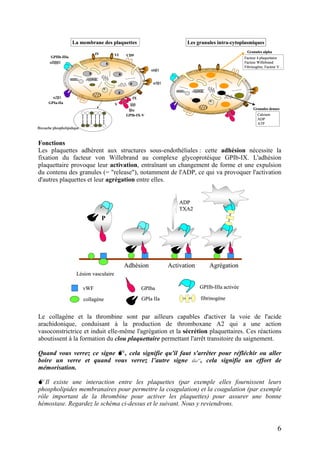 Les granules intra-cytoplasmiques
Granules alpha
Facteur 4 plaquettaire
Facteur Willebrand
Fibrinogène, Facteur V...
Granules denses
Calcium
ADP
ATP
Les granules intra-cytoplasmiques
Granules alpha
Facteur 4 plaquettaire
Facteur Willebrand
Fibrinogène, Facteur V...
Granules denses
Calcium
ADP
ATP
IV
α5β1
CD9VI
α6β1
αΙΙββ3
GPIIb-IIIa
IX
V
Ιβα
Ιββ
GPIb-IX-V
α2β1
GPIa-IIa
La membrane des plaquettes
Bicouche phospholipidique
IV
α5β1
CD9VI
α6β1
αΙΙββ3
GPIIb-IIIa
IX
V
Ιβα
Ιββ
GPIb-IX-V
α2β1
GPIa-IIa
La membrane des plaquettes
Bicouche phospholipidiqueBicouche phospholipidique
Fonctions
Les plaquettes adhèrent aux structures sous-endothéliales : cette adhésion nécessite la
fixation du facteur von Willebrand au complexe glycoprotéique GPIb-IX. L'adhésion
plaquettaire provoque leur activation, entraînant un changement de forme et une expulsion
du contenu des granules (= "release"), notamment de l'ADP, ce qui va provoquer l'activation
d'autres plaquettes et leur agrégation entre elles.
ADP
TXA2
AgrégationActivation
P
Lésion vasculaire
vWF
collagène
Adhésion
GPIa IIa
GPIba GPIIb-IIIa activée
fibrinogène
ADP
TXA2
ADP
TXA2
AgrégationActivation
P
Lésion vasculaire
vWF
collagène
Adhésion
GPIa IIa
GPIba GPIIb-IIIa activée
fibrinogène
Le collagène et la thrombine sont par ailleurs capables d'activer la voie de l'acide
arachidonique, conduisant à la production de thromboxane A2 qui a une action
vasoconstrictrice et induit elle-même l'agrégation et la sécrétion plaquettaires. Ces réactions
aboutissent à la formation du clou plaquettaire permettant l'arrêt transitoire du saignement.
Quand vous verrez ce signe , cela signifie qu'il faut s'arrêter pour réfléchir ou aller
boire un verre et quand vous verrez l’autre signe , cela signifie un effort de
mémorisation.
Il existe une interaction entre les plaquettes (par exemple elles fournissent leurs
phospholipides membranaires pour permettre la coagulation) et la coagulation (par exemple
rôle important de la thrombine pour activer les plaquettes) pour assurer une bonne
hémostase. Regardez le schéma ci-dessus et le suivant. Nous y reviendrons.
6
 