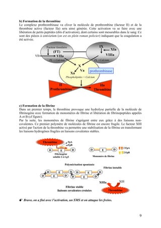 b) Formation de la thrombine
Le complexe prothrombinase va cliver la molécule de prothrombine (facteur II) et de la
thrombine active (facteur IIa) sera ainsi générée. Cette activation va se faire avec une
libération de petits peptides (dits d’activation), dont certains sont mesurables dans le sang. Ce
sont des pièces à conviction (on est en plein roman policier) indiquant que la coagulation a
été activée.
Phospholipides + Calcium
prothrombinase
Facteur tissulaire
(FT)
VIIa IXa
X
Xa
Va
PL +Calcium
II
Prothrombine
IIa
Thrombine
VII
IX
VIIIa
PL + Calcium
XIa
Phospholipides + Calcium
prothrombinase
Facteur tissulaire
(FT)
VIIa IXa
X
Xa
Va
PL +Calcium
II
Prothrombine
IIa
Thrombine
VII
IX
VIIIa
PL + Calcium
XIa
c) Formation de la fibrine
Dans un premier temps, la thrombine provoque une hydrolyse partielle de la molécule de
fibrinogène avec formation de monomères de fibrine et libération de fibrinopeptides appelés
A et B (cf figure).
Par la suite, les monomères de fibrine s'agrègent entre eux grâce à des liaisons non-
covalentes. Ce premier polymère de molécules de fibrine est encore fragile. Le facteur XIII
activé par l'action de la thrombine va permettre une stabilisation de la fibrine en transformant
les liaisons hydrogènes fragiles en liaisons covalentes stables.
ThrombineThrombine
D DE
Monomère de fibrine
2 FpA
2 FpB
ThrombineThrombine
XIIIXIIIa
Fibrine instable
D DE
D DE
D DE
D DE
Polymérisation spontanée
Fibrinogène
soluble 2 à 4 g/l
D DE
FpA
FpB
X
X X
Fibrine stable
liaisons covalentes croisées
ThrombineThrombineThrombineThrombine
D DE
Monomère de fibrine
2 FpA
2 FpB
D DEDD DE DE
Monomère de fibrine
2 FpA
2 FpB
2 FpA
2 FpB
ThrombineThrombine
XIIIXIIIa
Fibrine instable
D DE
D DE
D DE
D DE
D DEDD DE DE
D DEDD DE DE
D DEDD DE DE
D DEDD DE DE
Polymérisation spontanée
Fibrinogène
soluble 2 à 4 g/l
D DE
FpA
FpB
Fibrinogène
soluble 2 à 4 g/l
D DE
FpA
FpB
D DEDD DE DE
FpA
FpB
X
X X
Fibrine stable
liaisons covalentes croisées
Bravo, on a fini avec l’activation, un SMS et on attaque les freins.
9
 