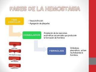 FASE        • - Vasoconstricción
VASCULAR
              • - Agregación de plaquetas



                       • Ampliación de las reacciones
           COAGULACION   enzimáticas secuenciales que producirán
                         la formación de trombina



                                                       • Inhibidores
                                        FIBRINOLISIS     plasmáticos actúan
                                                         neutralizando la
                                                         trombina
 