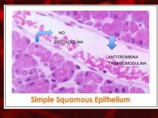NO

PROTACICLINA


               ANTITROMBINA
               TROMBOMODULINA
 