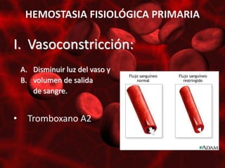 HEMOSTASIA FISIOLÓGICA PRIMARIA

I. Vasoconstricción:
    A. Disminuir luz del vaso y
    B. volumen de salida
       de sangre.


•     Tromboxano A2
 