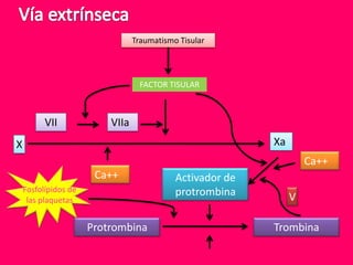 Traumatismo Tisular




                                   FACTOR TISULAR



          VII             VIIa
X                                                          Xa
                                                                    Ca++
                       Ca++                 Activador de
    Fosfolípidos de                         protrombina
     las plaquetas                                              V

                      Protrombina                          Trombina
 