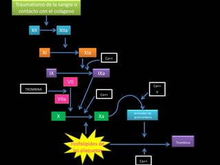 Traumatismo de la sangre o
 contacto con el colágeno


       XII               XIIa



               XI                     XIa
                                                   Ca++



                    IX                       IXa
                                VII
                                                                         Ca++
    TROMBINA
                                                                          V
                                              Ca++
                         VIIa

                                                          Activador de
                         X                   Xa           protrombina




                                 Fosfolípidos de                                Trombina

                                  las plaquetas
                                                             Ca++
 