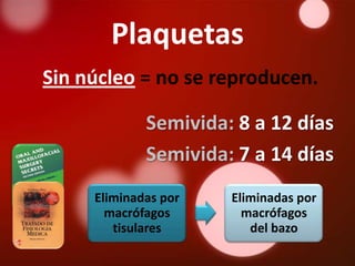 Plaquetas
Sin núcleo = no se reproducen.

             Semivida: 8 a 12 días
             Semivida: 7 a 14 días
     Eliminadas por   Eliminadas por
       macrófagos       macrófagos
        tisulares        del bazo
 