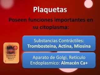 Plaquetas
Poseen funciones importantes en
         su citoplasma:

         Substancias Contráctiles:
      Trombosteina, Actina, Miosina

        Aparato de Golgi, Reticulo
       Endoplasmico: Almacén Ca+
 