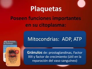 Plaquetas
Poseen funciones importantes
     en su citoplasma:

      Mitocondrias: ADP, ATP

      Gránulos de: prostaglandinas, Factor
       XIII y factor de crecimiento (útil en la
           reparación del vaso sanguíneo)
 