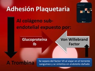 Adhesión Plaquetaria
   Al colágeno sub-
   endotelial expuesto por:

     Glucoproteína               Von Willebrand
          Ib                         Factor


             Se separa del factor VII al viajar en el torrente
A Trombina   sanguíneo y se sintetiza en endotelio dañado
 