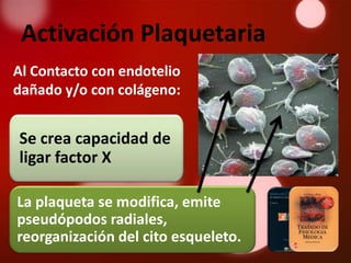 Activación Plaquetaria
Al Contacto con endotelio
dañado y/o con colágeno:


Se crea capacidad de
ligar factor X

La plaqueta se modifica, emite
pseudópodos radiales,
reorganización del cito esqueleto.
 