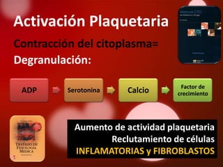 Activación Plaquetaria
Contracción del citoplasma=
Degranulación:

                                    Factor de
 ADP      Serotonina    Calcio     crecimiento




            Aumento de actividad plaquetaria
                   Reclutamiento de células
            INFLAMATORIAS y FIBROBLASTOS
 