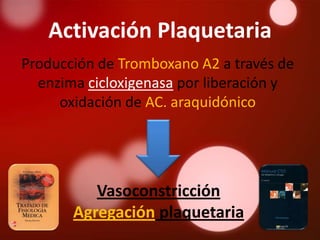 Activación Plaquetaria
Producción de Tromboxano A2 a través de
  enzima cicloxigenasa por liberación y
     oxidación de AC. araquidónico




          Vasoconstricción
       Agregación plaquetaria
 