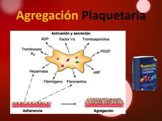 Agregación Plaquetaria
 
