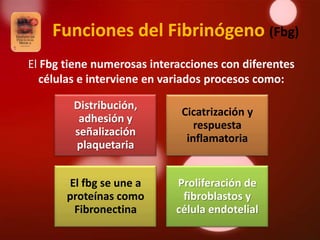 Funciones del Fibrinógeno (Fbg)
El Fbg tiene numerosas interacciones con diferentes
  células e interviene en variados procesos como:

        Distribución,
                             Cicatrización y
         adhesión y
                                respuesta
        señalización
                              inflamatoria
        plaquetaria


       El fbg se une a      Proliferación de
       proteínas como        fibroblastos y
        Fibronectina        célula endotelial
 