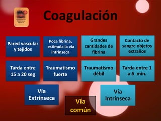 Coagulación
                  Poca fibrina,      Grandes        Contacto de
Pared vascular                     cantidades de   sangre objetos
                 estimula la vía
   y tejidos                                          extraños
                   intrínseca         fibrina


 Tarda entre     Traumatismo       Traumatismo     Tarda entre 1
 15 a 20 seg        fuerte             débil         a 6 min.


            Vía                                 Vía
         Extrínseca                         Intrínseca
                               Vía
                             común
 