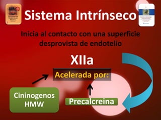 Sistema Intrínseco
 Inicia al contacto con una superficie
       desprovista de endotelio

                  XIIa
              Acelerada por:

Cininogenos
   HMW           Precalcreina
 