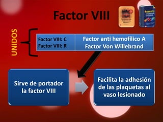 UNIDOS           Factor VIII
          Factor VIII: C   Factor anti hemofílico A
          Factor VIII: R    Factor Von Willebrand




                                Facilita la adhesión
  Sirve de portador
                                de las plaquetas al
     la factor VIII
                                  vaso lesionado
 