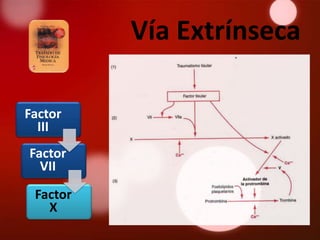 Vía Extrínseca

Factor
  III
Factor
  VII
 Factor
   X
 