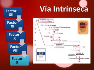 Factor      Vía Intrínseca
  XII
Factor
  XI
 Factor
   IX

  Factor
   VIII
   Factor
     X
 