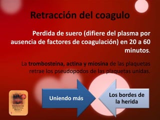 Retracción del coagulo
       Perdida de suero (difiere del plasma por
ausencia de factores de coagulación) en 20 a 60
                                       minutos.
   La trombosteina, actina y miosina de las plaquetas
      retrae los pseudopodos de las plaquetas unidas.


                                    Los bordes de
             Uniendo más
                                      la herida
 