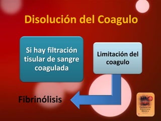 Disolución del Coagulo

  Si hay filtración   Limitación del
 tisular de sangre       coagulo
     coagulada


Fibrinólisis
 