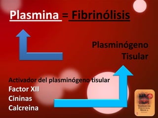 Plasmina = Fibrinólisis

                           Plasminógeno
                                  Tisular

Activador del plasminógeno tisular
Factor XII
Cininas
Calcreina
 