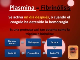 Plasmina = Fibrinólisis
Se activa un día después, o cuando el
 coagulo ha detenido la hemorragia
 Es una proteasa casi tan potente como la
           tripsina e hidroliza:
Fibras de
             Fibrinógeno    Factor V
 Fibrina



Facto XII   Protrombina    Factor VII
 