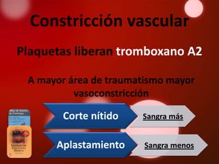 Constricción vascular
Plaquetas liberan tromboxano A2

 A mayor área de traumatismo mayor
          vasoconstricción

       Corte nítido    Sangra más


      Aplastamiento     Sangra menos
 
