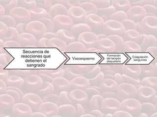 Secuencia de
reacciones que
detienen el
sangrado
Vasoespasmo
Formación
del tampón
plaquetario
Coagulación
sanguínea
 