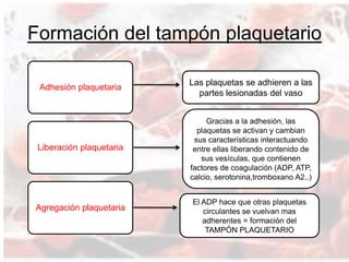 Formación del tampón plaquetario
Adhesión plaquetaria
Liberación plaquetaria
Agregación plaquetaria
Las plaquetas se adhieren a las
partes lesionadas del vaso
Gracias a la adhesión, las
plaquetas se activan y cambian
sus características interactuando
entre ellas liberando contenido de
sus vesículas, que contienen
factores de coagulación (ADP, ATP,
calcio, serotonina,tromboxano A2..)
El ADP hace que otras plaquetas
circulantes se vuelvan mas
adherentes = formación del
TAMPÓN PLAQUETARIO
 