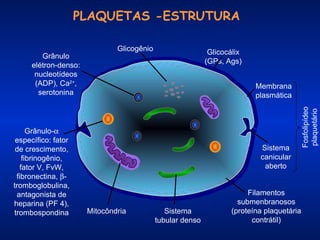 PLAQUETAS -ESTRUTURA

Grânulo-α
específico: fator
de crescimento,
fibrinogênio,
fator V, FvW,
fibronectina, βtromboglobulina,
antagonista de
heparina (PF 4),
trombospondina

Glicocálix
(GPs, Ags)
Membrana
plasmática

Sistema
canicular
aberto

Mitocôndria

Sistema
tubular denso

Fosfolipídeo
plaquetário

Grânulo
elétron-denso:
nucleotídeos
(ADP), Ca2+,
serotonina

Glicogênio

Filamentos
submenbranosos
(proteína plaquetária
contrátil)

 