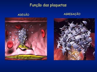 Função das plaquetas
ADESÃO

AGREGAÇÃO

 