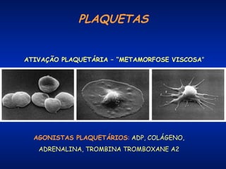 PLAQUETAS
ATIVAÇÃO PLAQUETÁRIA – “METAMORFOSE VISCOSA”

AGONISTAS PLAQUETÁRIOS: ADP, COLÁGENO,
ADRENALINA, TROMBINA TROMBOXANE A2

 