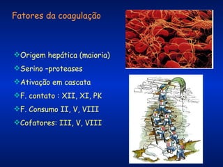 Fatores da coagulação

Origem hepática (maioria)
Serino –proteases
Ativação em cascata
F. contato : XII, XI, PK
F. Consumo II, V, VIII
Cofatores: III, V, VIII

 