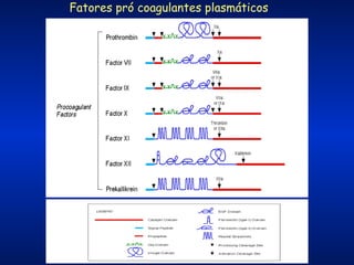 Fatores pró coagulantes plasmáticos

 