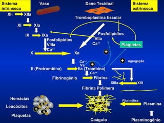 Sistema
intrínseco
XII
XIIa
XI

Vaso

Dano Tecidual

Sistema
extrínseco

Tromboplastina tissular
XIa

IX

X

IXa
Fosfolipídios
VIIIa
Ca++

Fosfolipídios
VIIa
Ca++
Plaquetas

+

Xa

II (Protrombina)
Fibrinogênio

Ca++
Va

+

+

Agregação

IIa (Trombina)
Ca++

Fibrina
XIIIa

XIII

Fibrina Polímera
Hemácias

Fibrinólise

Leucócitos
Plaquetas

Coágulo

Plasmina

Plasminogênio

 