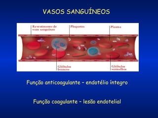 VASOS SANGUÍNEOS

Função anticoagulante – endotélio íntegro
Função coagulante – lesão endotelial

 