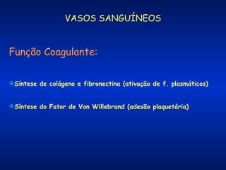 VASOS SANGUÍNEOS

Função Coagulante:
Síntese de colágeno e fibronectina (ativação de f. plasmáticos)
Síntese do Fator de Von Willebrand (adesão plaquetária)

 