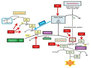 IVFT

AT-III

AT-III

P-C/S

AT-III
P-C/S

 