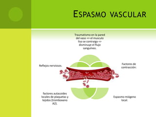E SPASMO

VASCULAR

Traumatismo en la pared
del vaso => el musculo
liso se contraiga =>
disminuye el flujo
sanguíneo.

Reflejos nerviosos.

factores autacoides
locales de plaquetas y
tejidos (tromboxano
A2).

Factores de
contracción:

Espasmo miógeno
local.

 