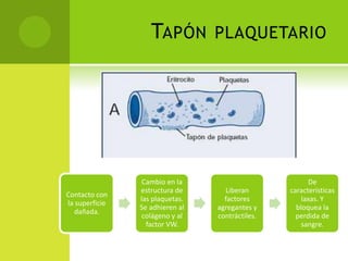 TAPÓN

Contacto con
la superficie
dañada.

Cambio en la
estructura de
las plaquetas.
Se adhieren al
colágeno y al
factor VW.

PLAQUETARIO

Liberan
factores
agregantes y
contráctiles.

De
características
laxas. Y
bloquea la
perdida de
sangre.

 