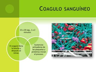 C OAGULO

15 a 20 seg., 1 a 2
minutos.

El coagulo llena
la brecha y
después se
retrae.

Sustancias
activadoras de
las plaquetas y
proteínas inician
el proceso.

SANGUÍNEO

 